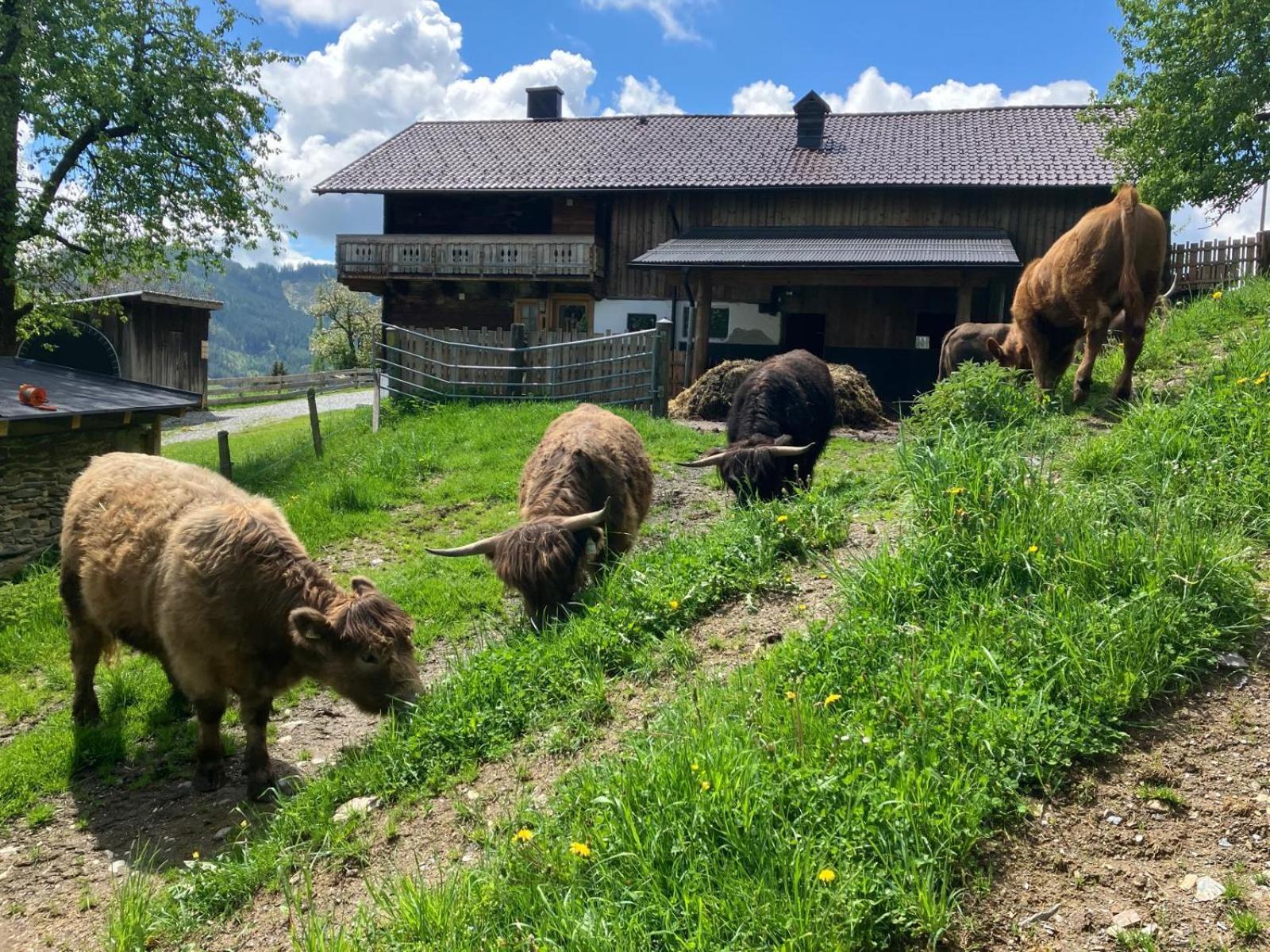 Landhaus Hochkoenig มึลบาค อัม โฮคเคอนิก ภายนอก รูปภาพ